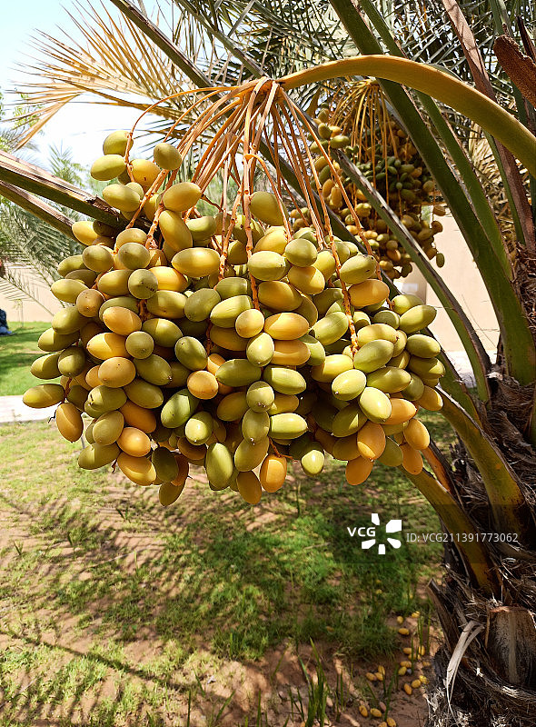 木瓜树特写图片素材