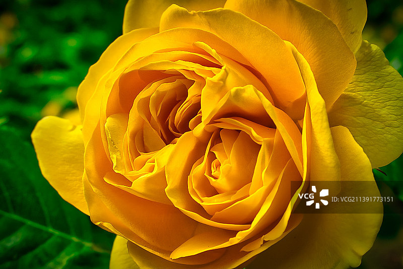 黄玫瑰特写图片素材