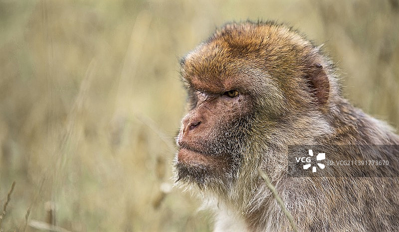 丹麦吉夫市，坐在田野上的猕猴特写图片素材