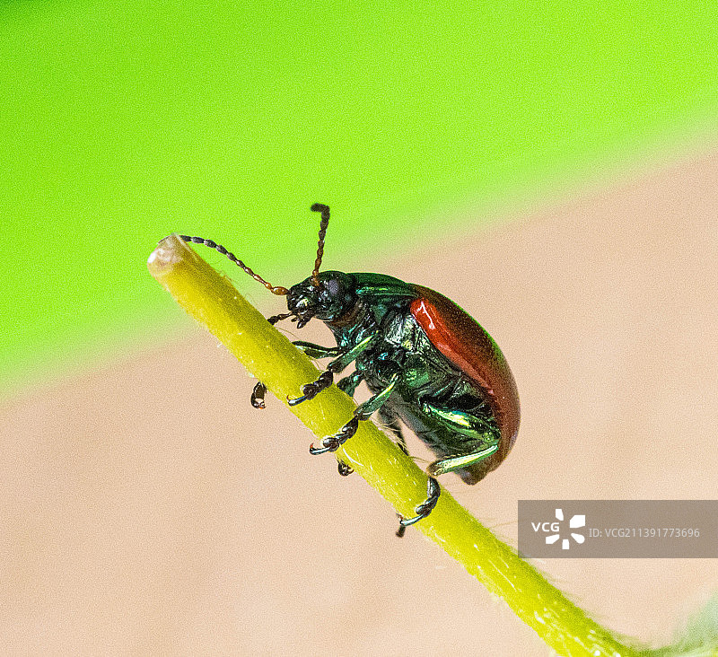 昆虫在树叶上的特写图片素材