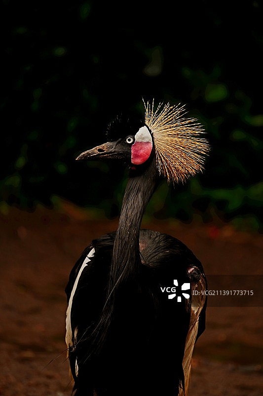 栖息在田野上的鹤特写图片素材