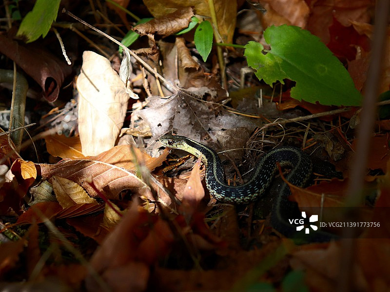 田野上干燥树叶的俯视角度照片图片素材
