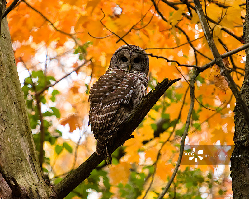 茶色横斑猫头鹰栖息在树上的低角度景观图片素材