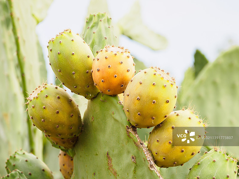 仙人掌特写图片素材