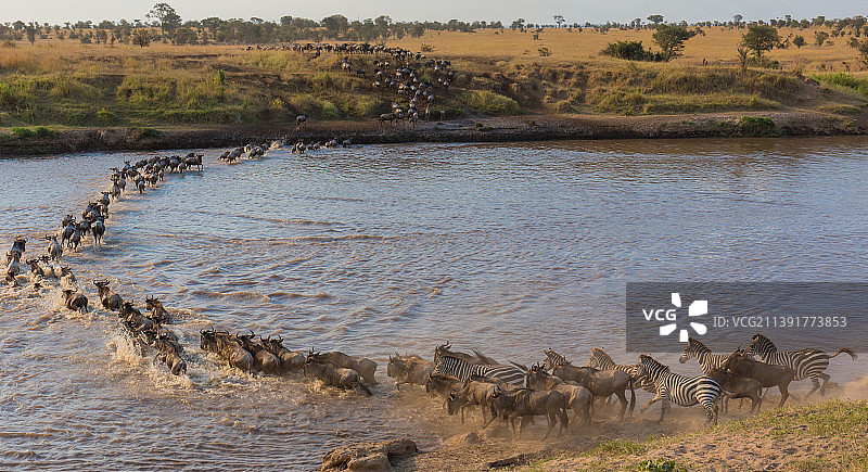 高角度拍摄的在田野上奔跑的斑马和角马群图片素材