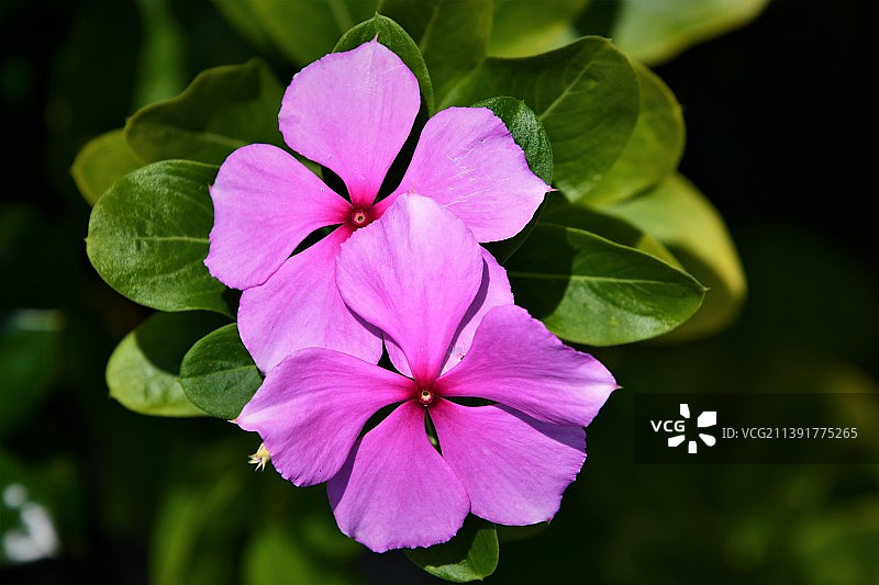 粉色开花植物特写，美国佛罗里达州埃文帕克图片素材