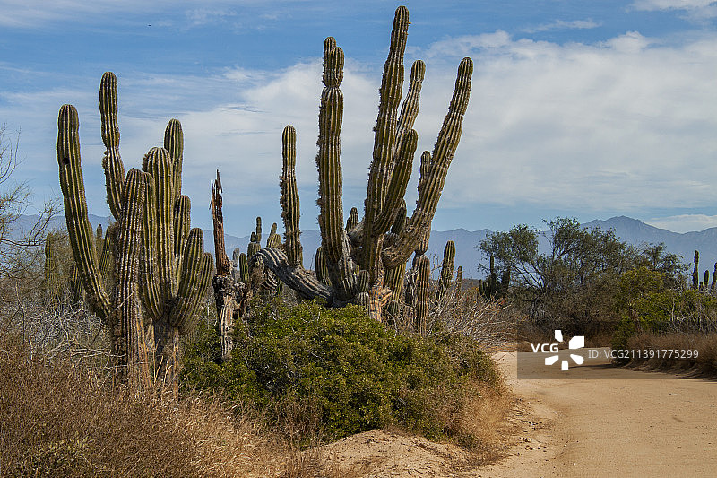 墨西哥下加利福尼亚州乡村沙路与仙人掌图片素材