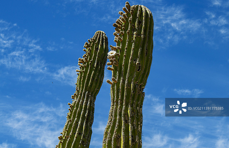 墨西哥巨型仙人掌，位于墨西哥南下加利福尼亚州Todos Santos镇图片素材