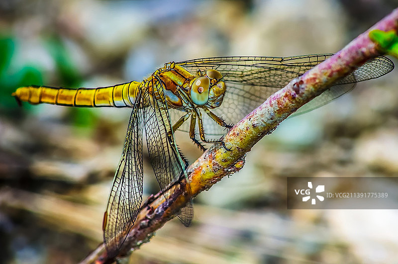 蜻蜓在树枝上的特写图片素材