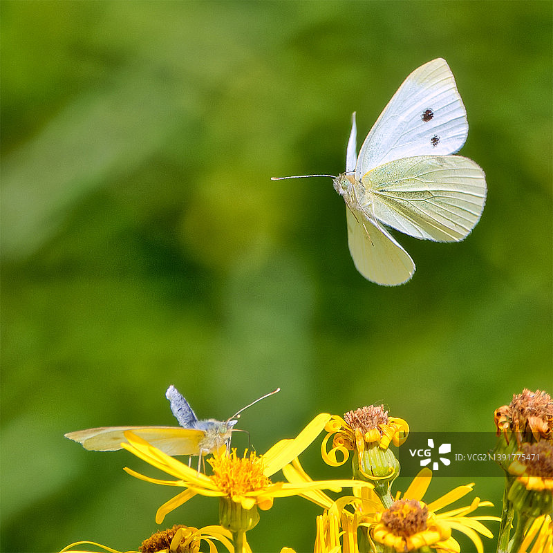 蝴蝶在花上采蜜特写，法国萨瓦省图片素材