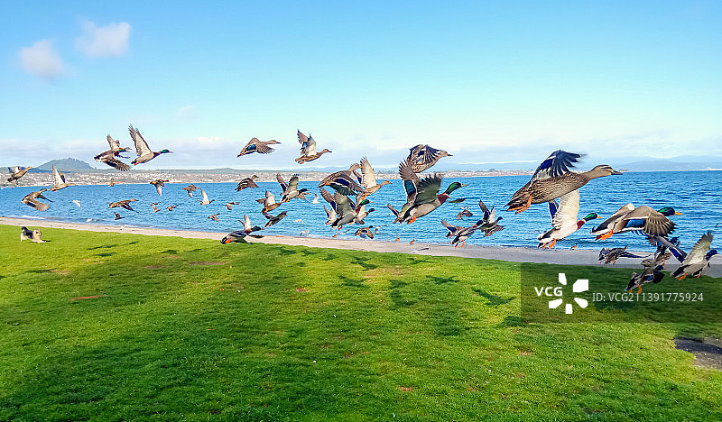 在田野上奔跑的人们（背景是天空，陶波湖，怀卡托，新西兰）图片素材