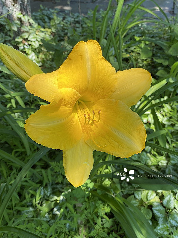 黄色花朵盛开的户外特写，伍德斯托克，纽约，美国，美国图片素材