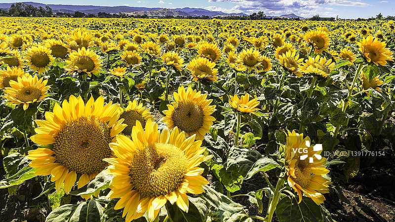 田野上的黄色植物特写，美国加利福尼亚州吉尔罗伊图片素材