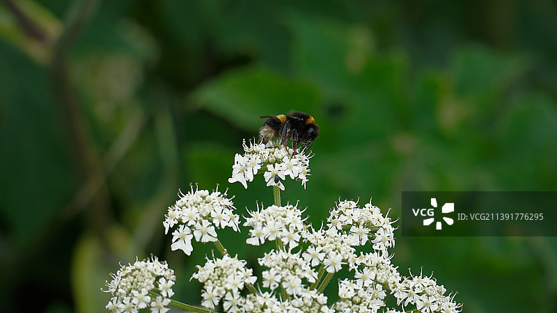 英国奥尔德姆多夫斯通水库花朵上的昆虫特写图片素材