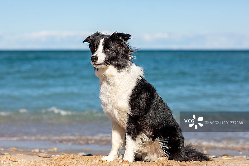 美国密歇根州法兰克福海滩上的柯利犬肖像图片素材