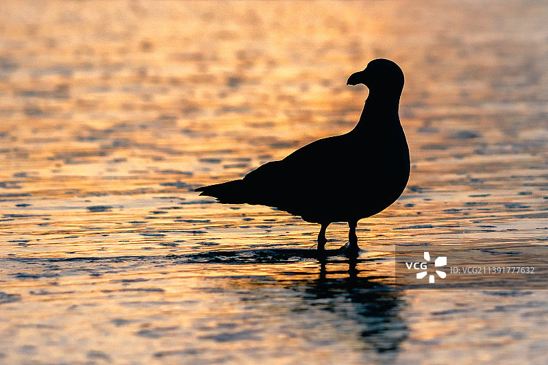 新西兰日落时海滩岸边栖息的鸽子剪影图片素材