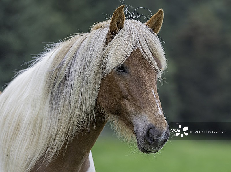 小马驹在冰岛的田野上特写图片素材