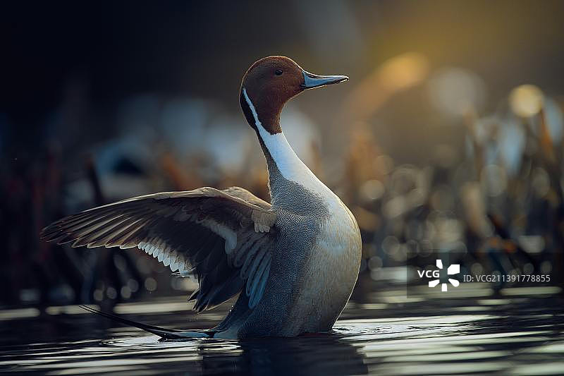 灰色苍鹭的特写图片素材