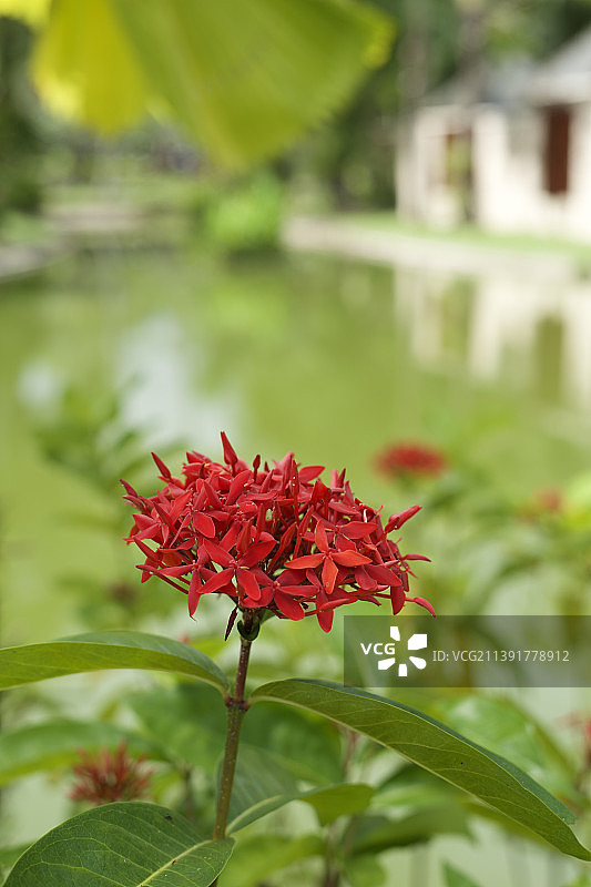 红色开花植物的特写，泰国图片素材