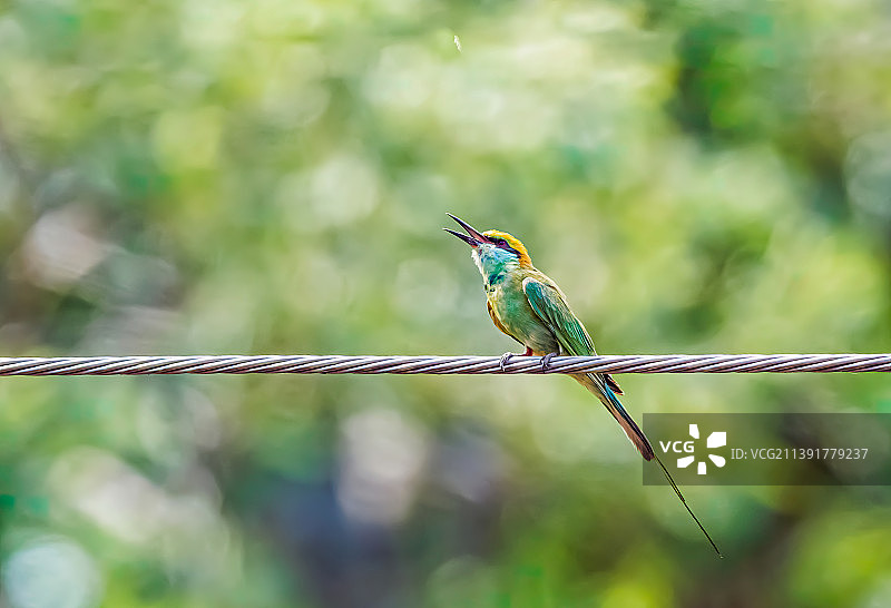 印度兰契树枝上的蜜蜂特写图片素材