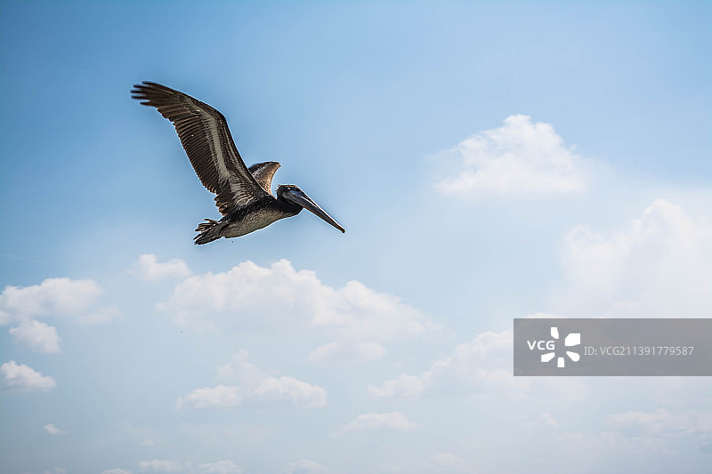 仰视视角鹈鹕天空飞翔图片素材