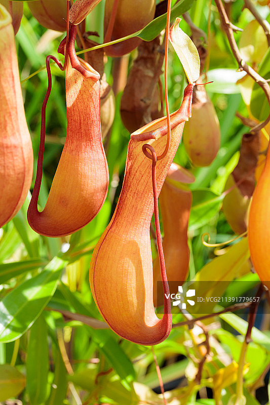 树上的猪笼草，食肉植物图片素材