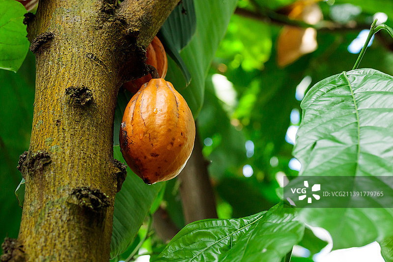 森林中可可树上悬挂的橙色生可可豆图片素材