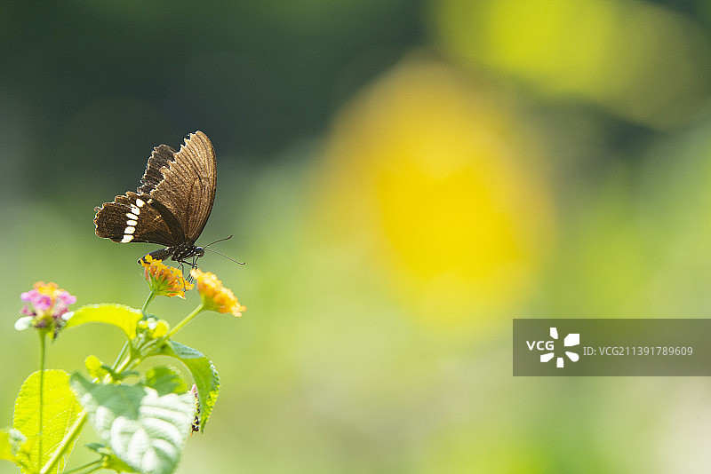 玉带凤蝶图片素材
