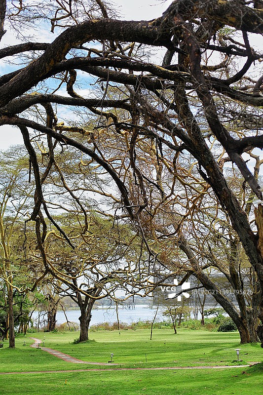 奈瓦沙的树图片素材