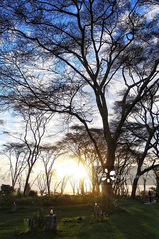 奈瓦沙的树图片素材