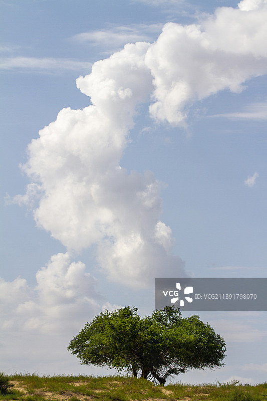 内蒙古奈曼旗 沙漠中的树和升腾的云图片素材