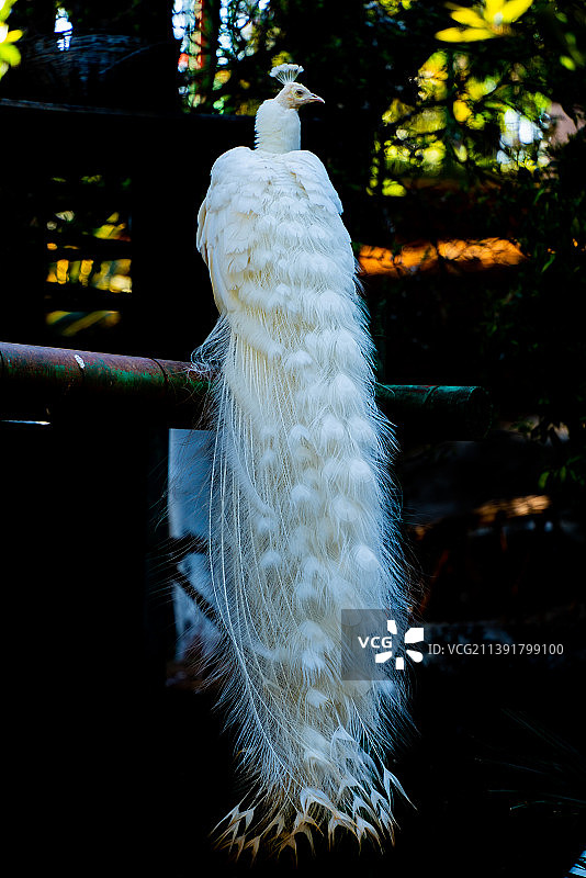 高傲的白孔雀图片素材