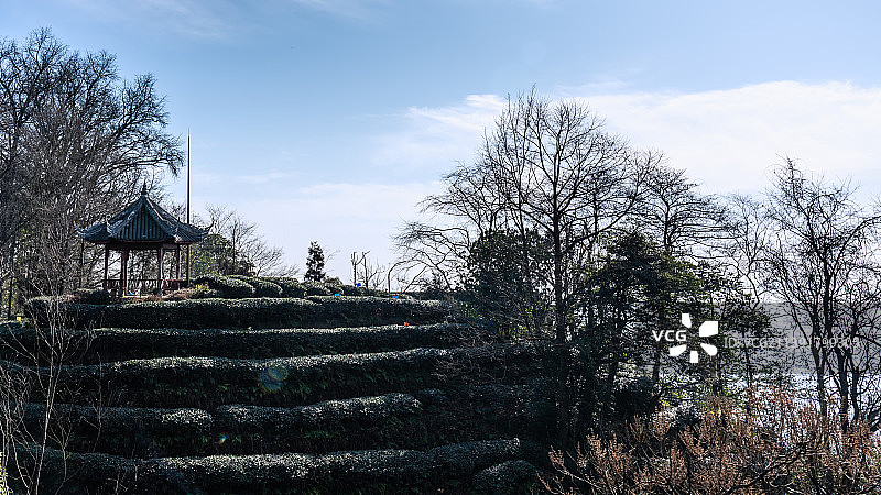 中国四川蒙顶山的茶园图片素材