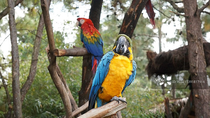 野生动物的小鹦鹉图片素材