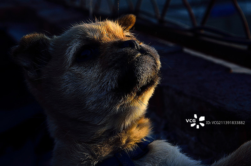 傍晚凝望远方的狗狗图片素材