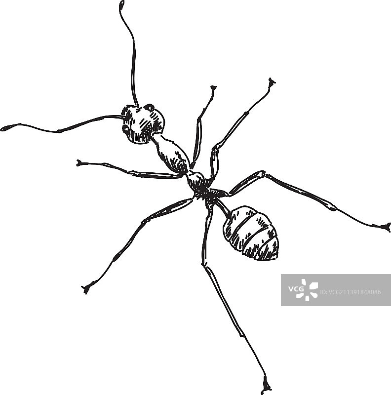 蚂蚁手绘草图图片素材
