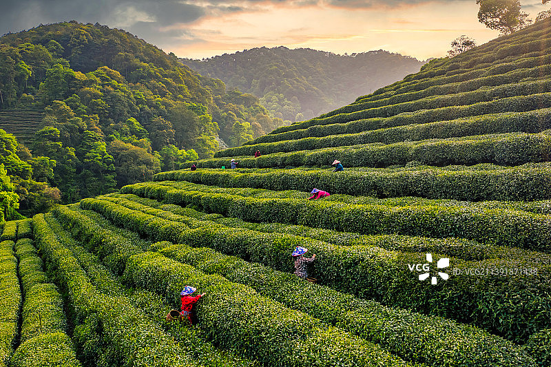 航拍浙江杭州狮峰山茶园风光图片素材