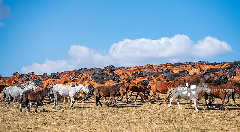 甘肃省张掖市山丹县山丹军马场，当前世界最大和历史最悠久的马场图片素材