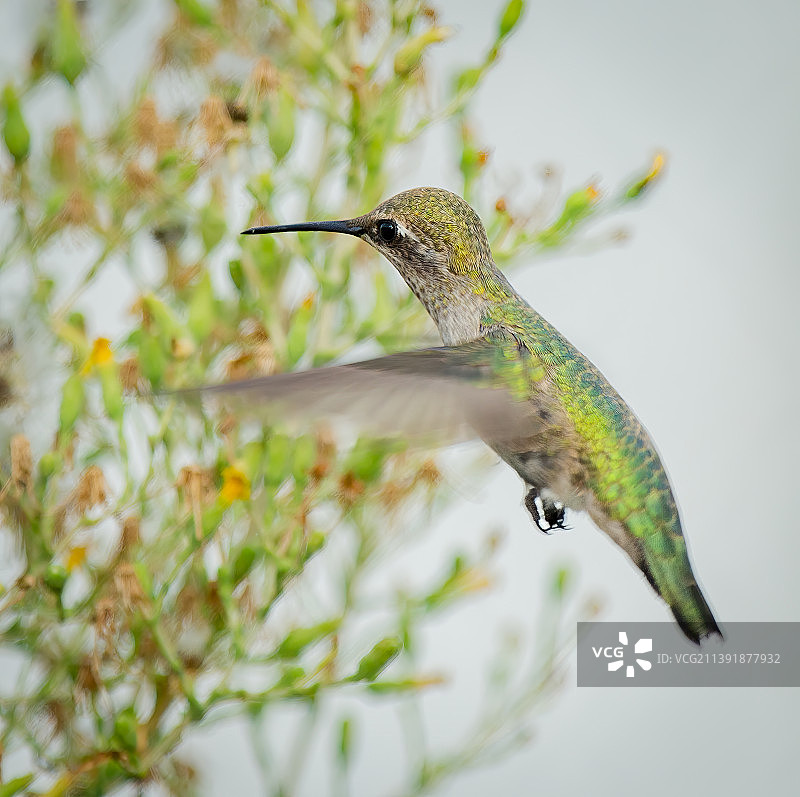 社区花园里的蜂鸟图片素材