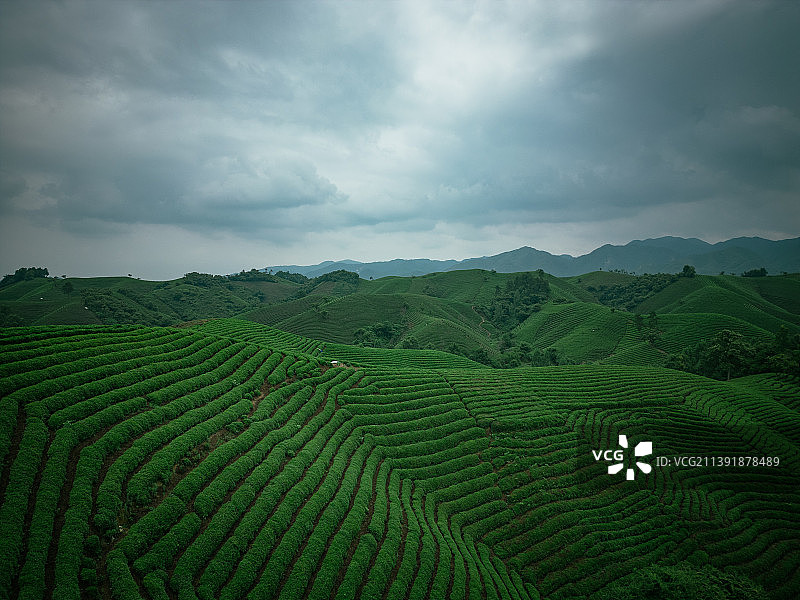 北纬32度，中国十大名茶信阳毛尖发源地——浉河港图片素材