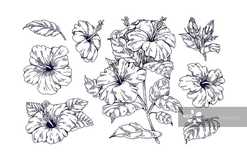 芙蓉花植物复古风格轮廓图片素材