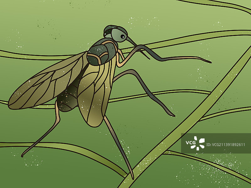 一只可爱的蚊子在树叶上停止飞翔野生昆虫动物插画图片素材