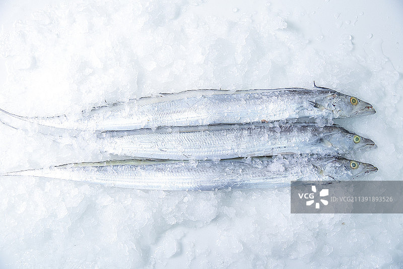 冰冻海鲜鱼类贝类海产海螺图片素材