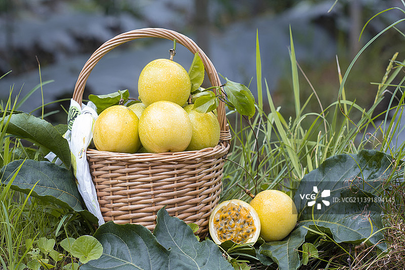 黄金百香果采摘图片素材
