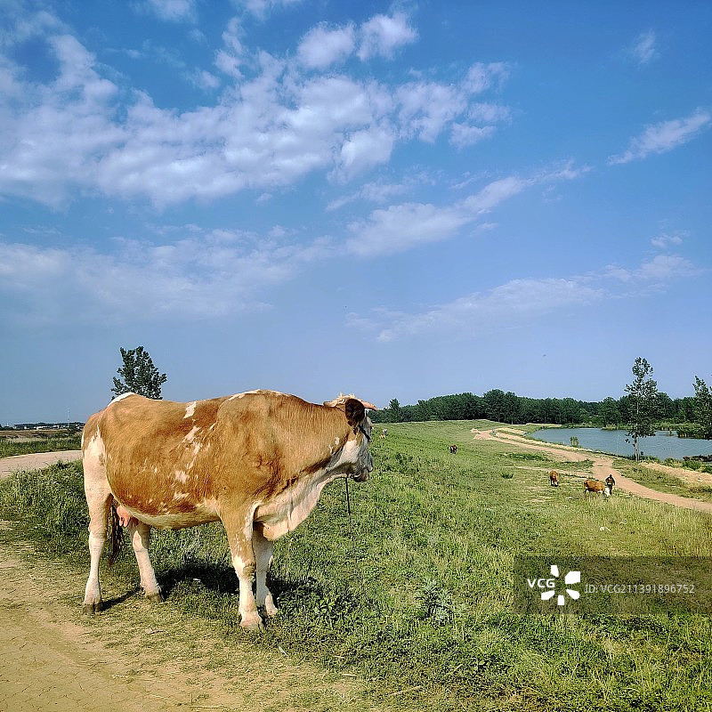 牛图片素材
