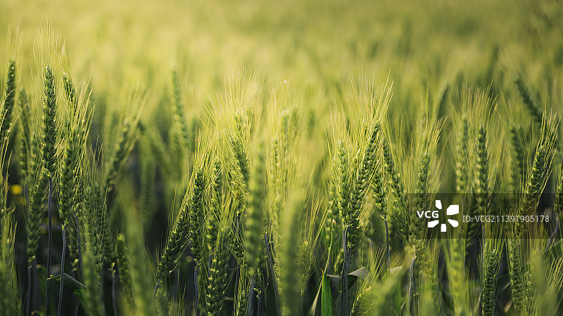 低视角下即将成熟的小麦图片素材