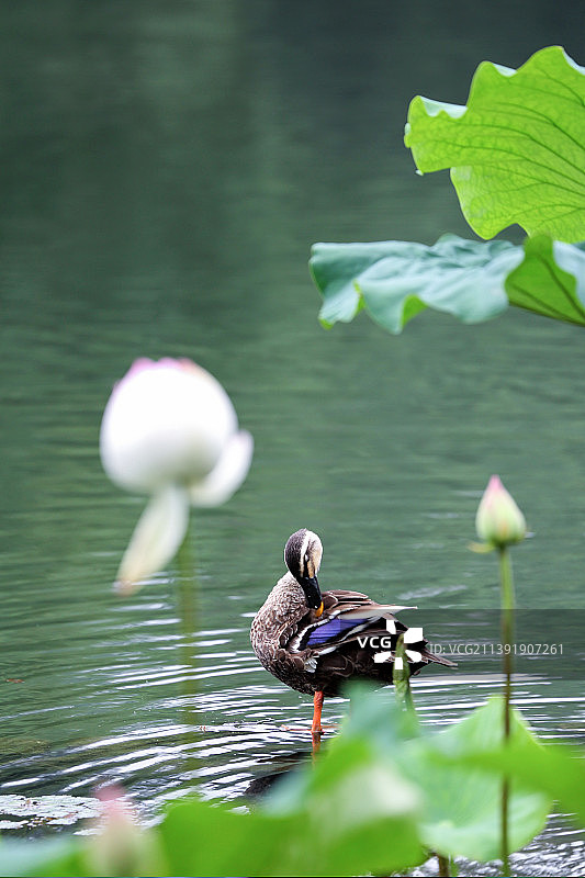 夏天荷花莲花野鸭金鱼图片素材