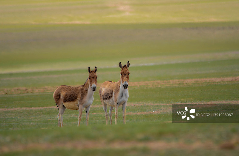 草原精灵图片素材