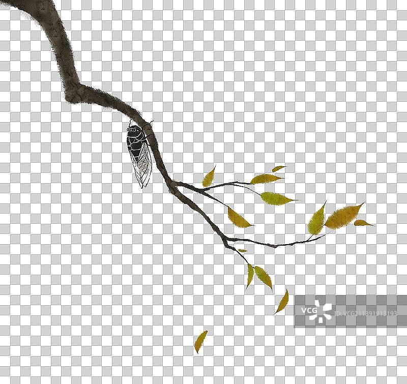 秋天知了素材图片素材