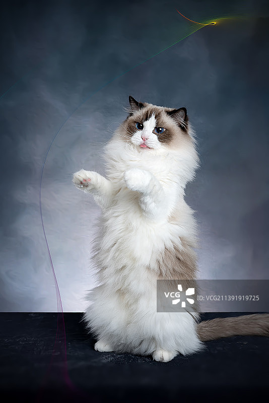 布偶猫图片素材